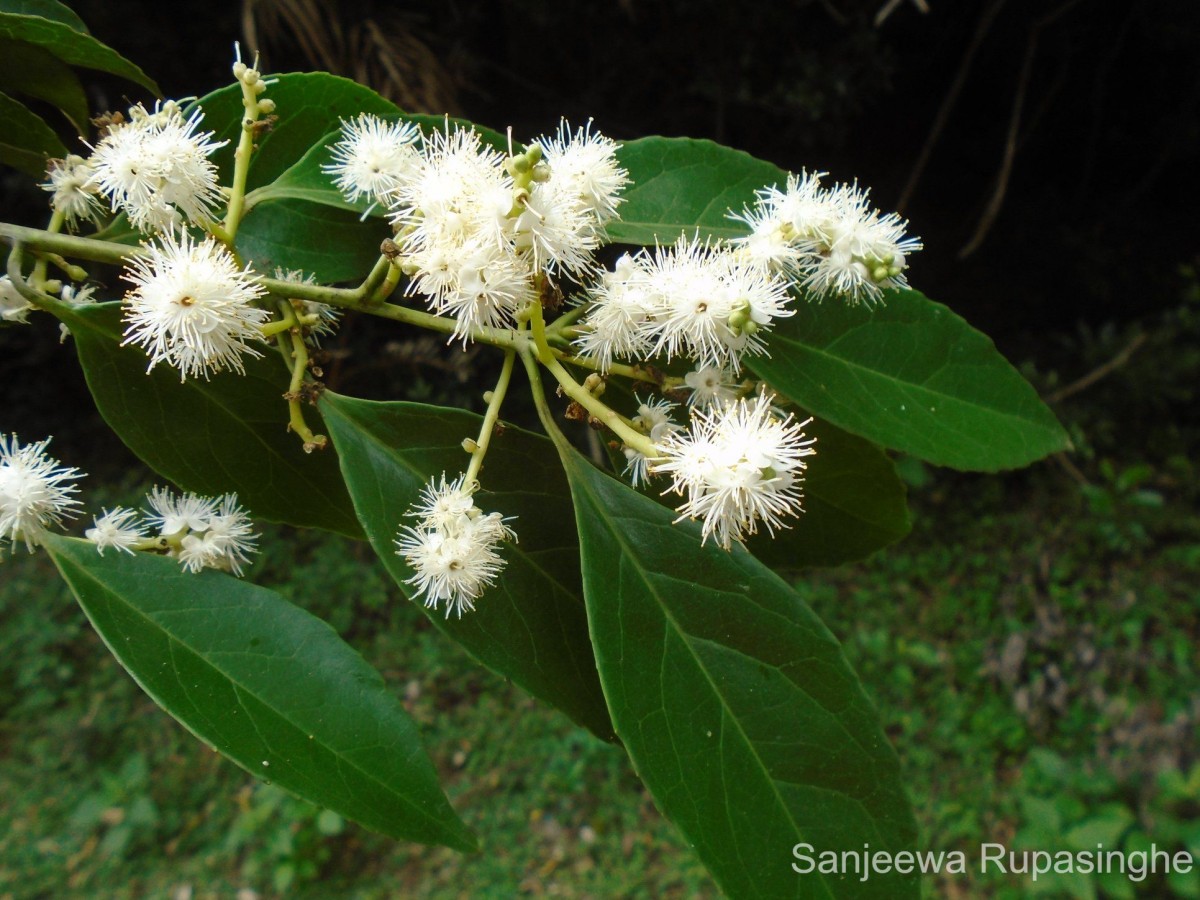 Symplocos acuminata (Blume) Miq.